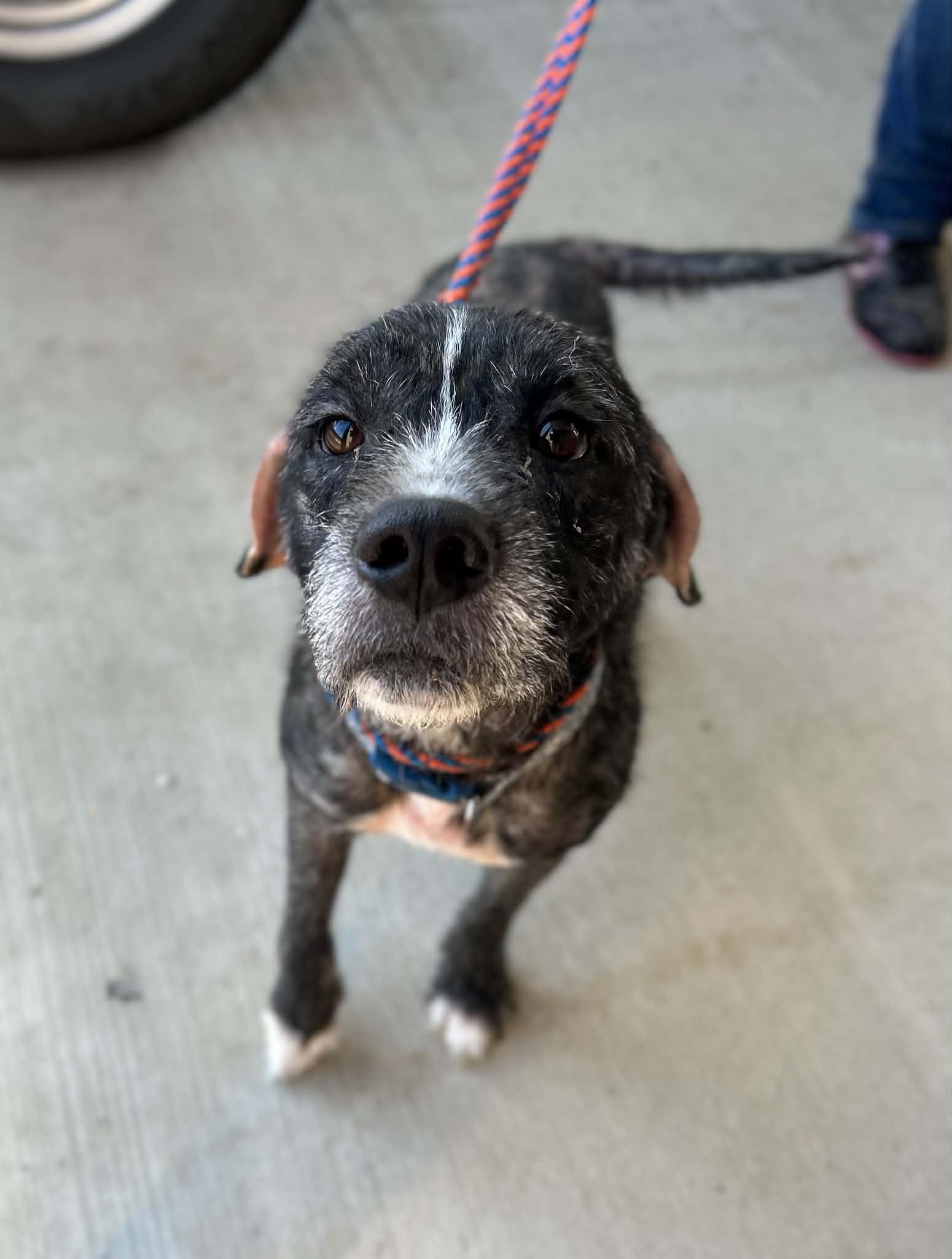 Enlarge Otto, a Adoptable mixed breed in Manchester, TN image 4/5