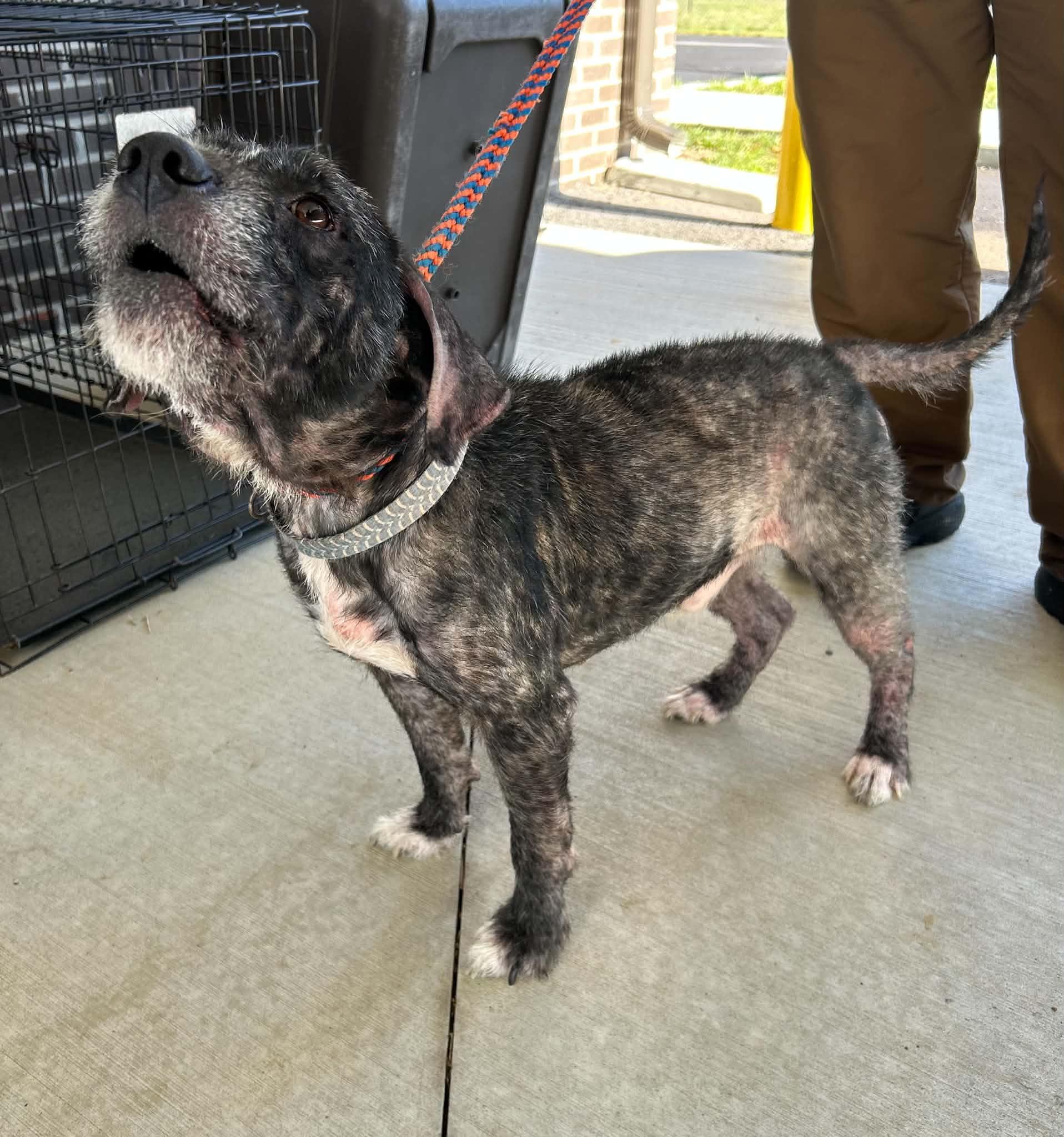 Enlarge Otto, a Adoptable mixed breed in Manchester, TN image 2/5