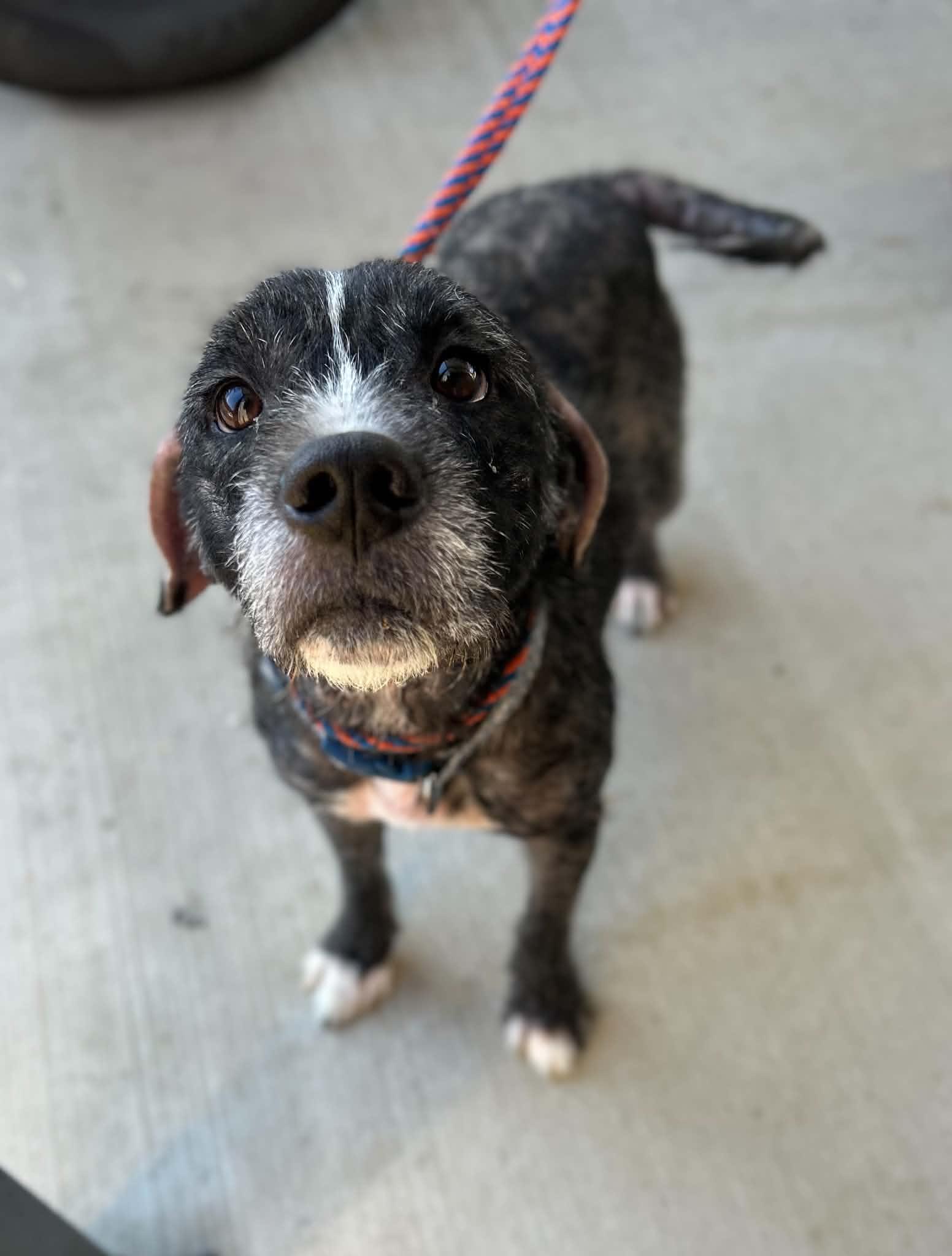 Enlarge Otto, a Adoptable mixed breed in Manchester, TN image 3/5