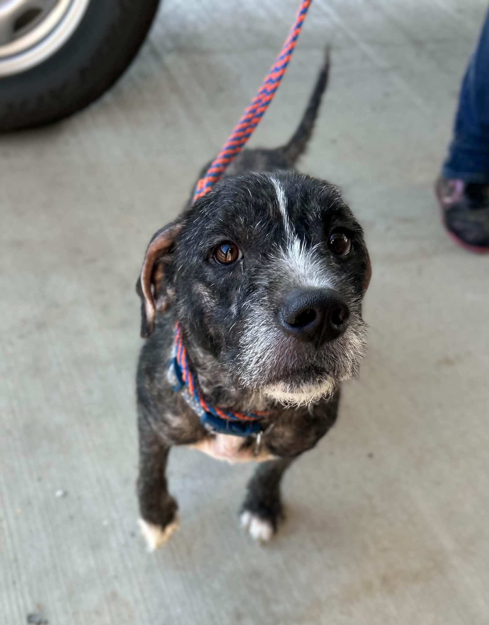 Enlarge Otto, a Adoptable mixed breed in Manchester, TN image 5/5