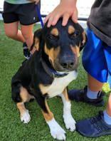 Ace, Adoptable, Adult Male Mixed Breed.