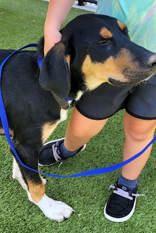 Enlarge Ace, a Adoptable Mixed Breed in Commerce, TX image 2/3