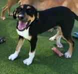 Enlarge Ace, a Adoptable Mixed Breed in Commerce, TX image 3/3