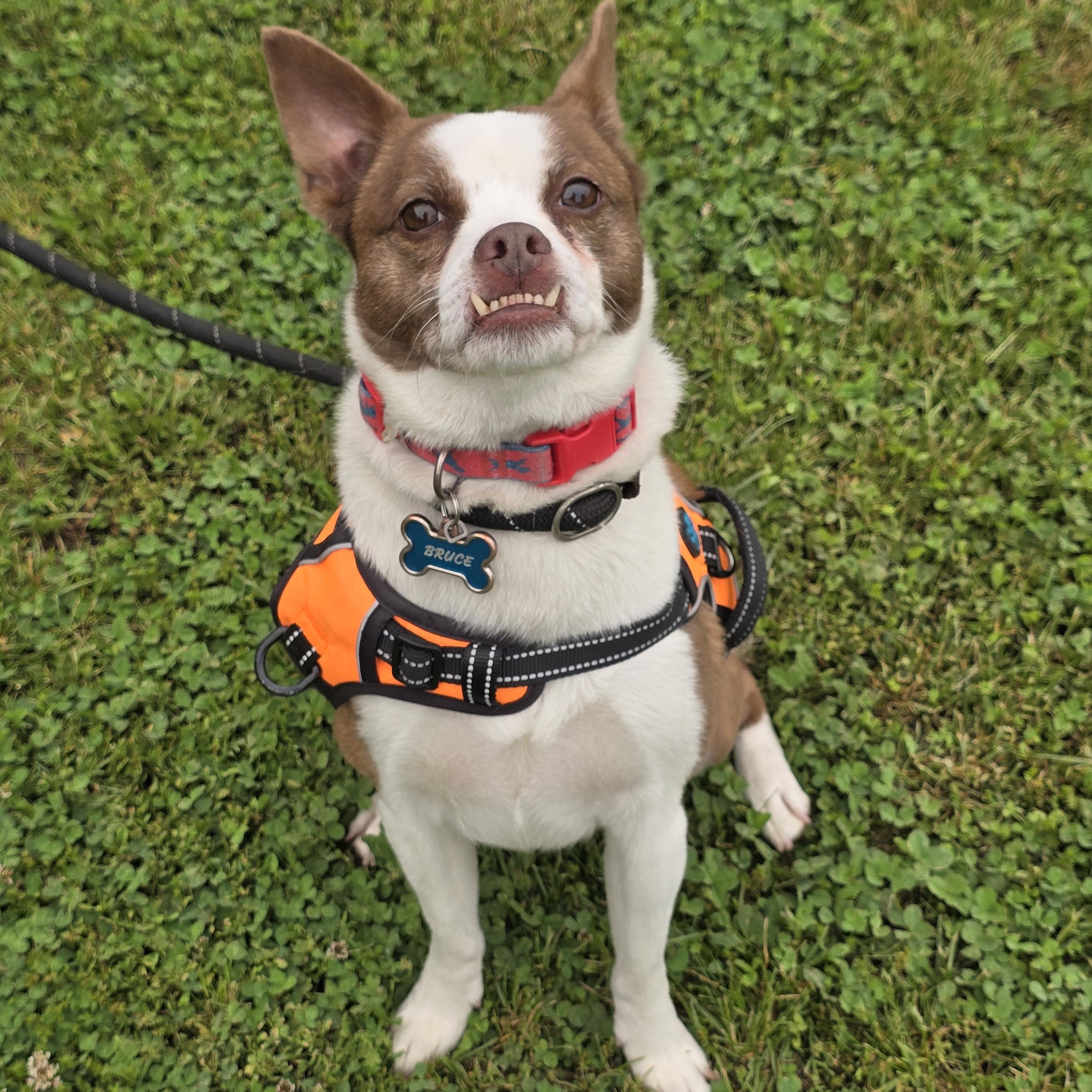 Bruce, ADOPTABLE, Adult Male Jack Russell Terrier & Chihuahua.