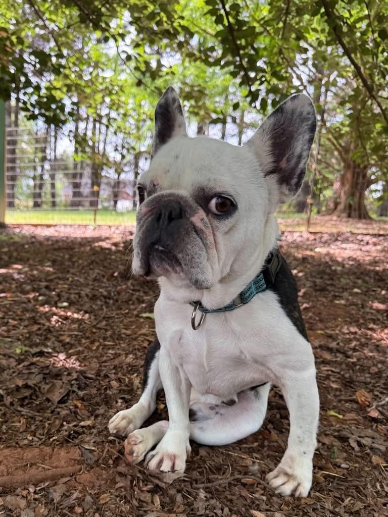 Enlarge Jack, a ADOPTABLE French Bulldog in Salisbury, NC image 4/4