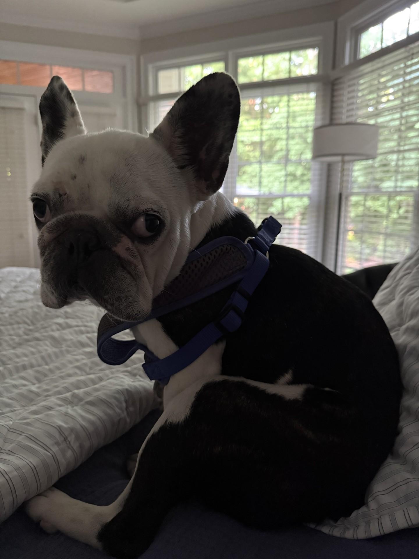 Enlarge Jack, a ADOPTABLE French Bulldog in Salisbury, NC image 1/4