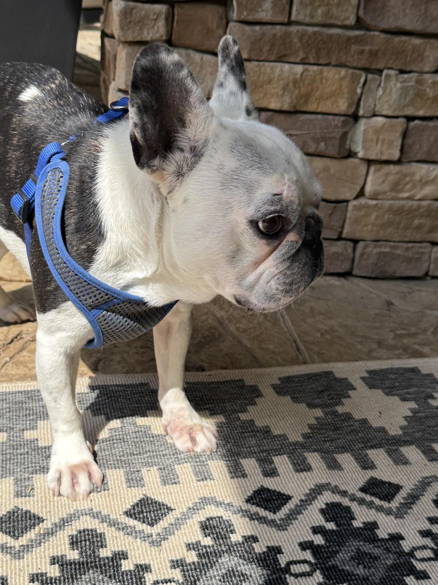 Enlarge Jack, a ADOPTABLE French Bulldog in Salisbury, NC image 3/4