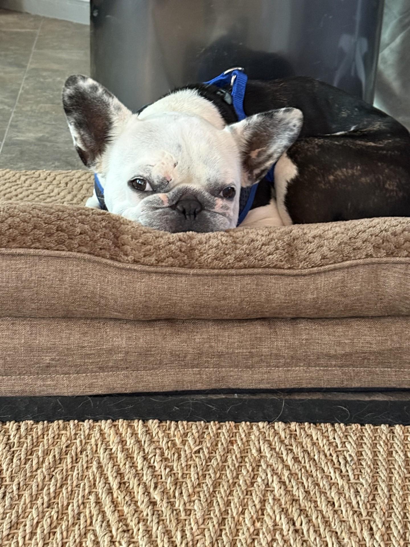 Enlarge Jack, a ADOPTABLE French Bulldog in Salisbury, NC image 2/4