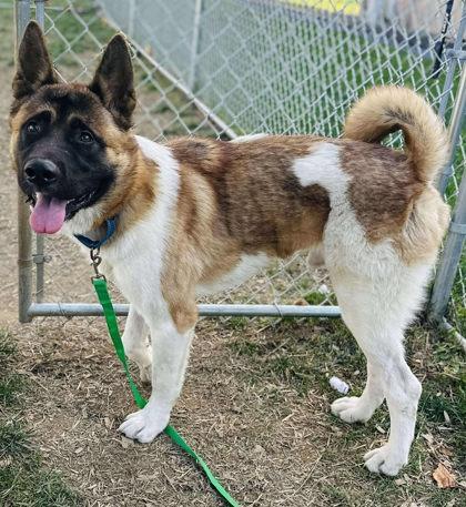 Bocephus thumbnail 2