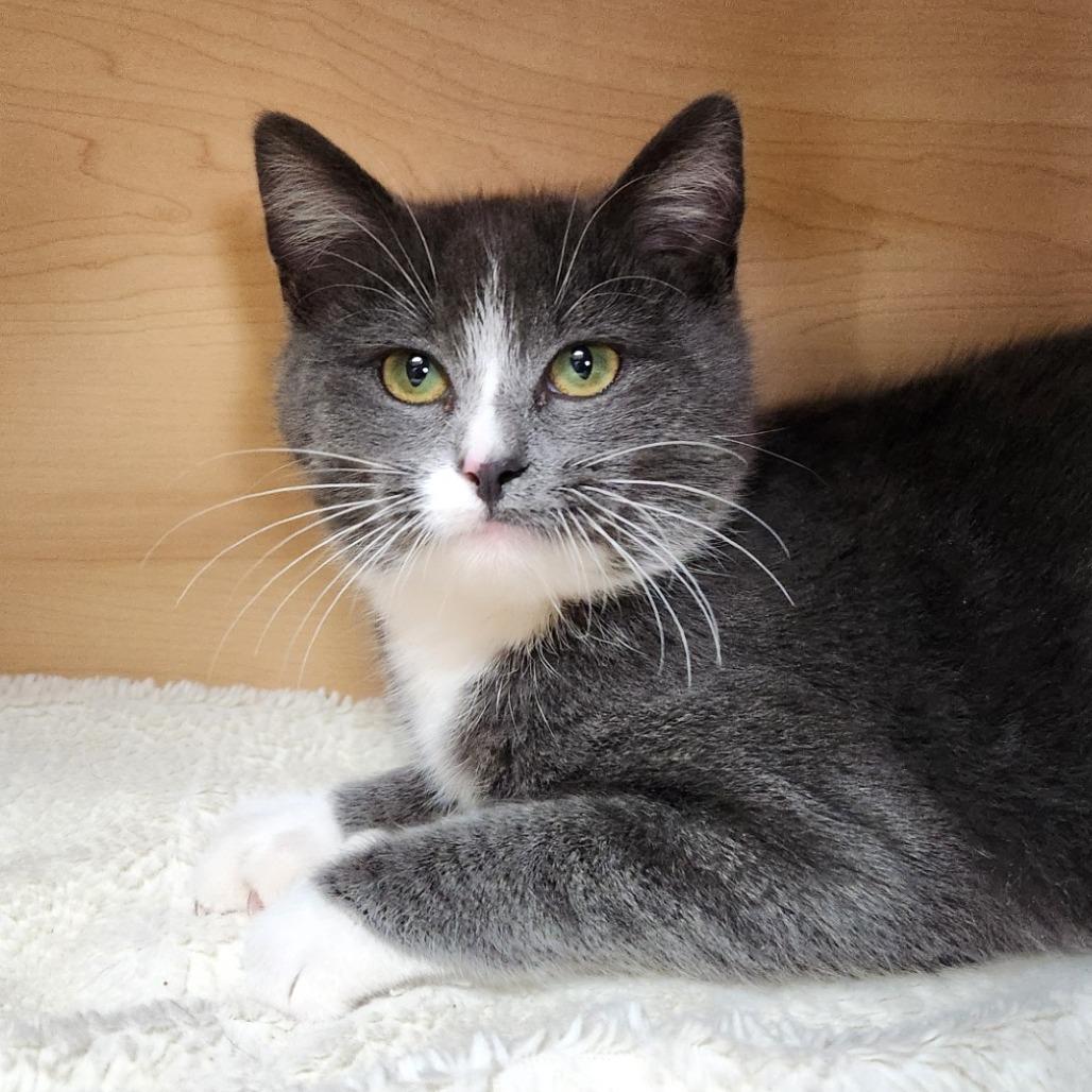 Enlarge Boots, a Adoptable Domestic Short Hair in Brookfield, WI image 2/2