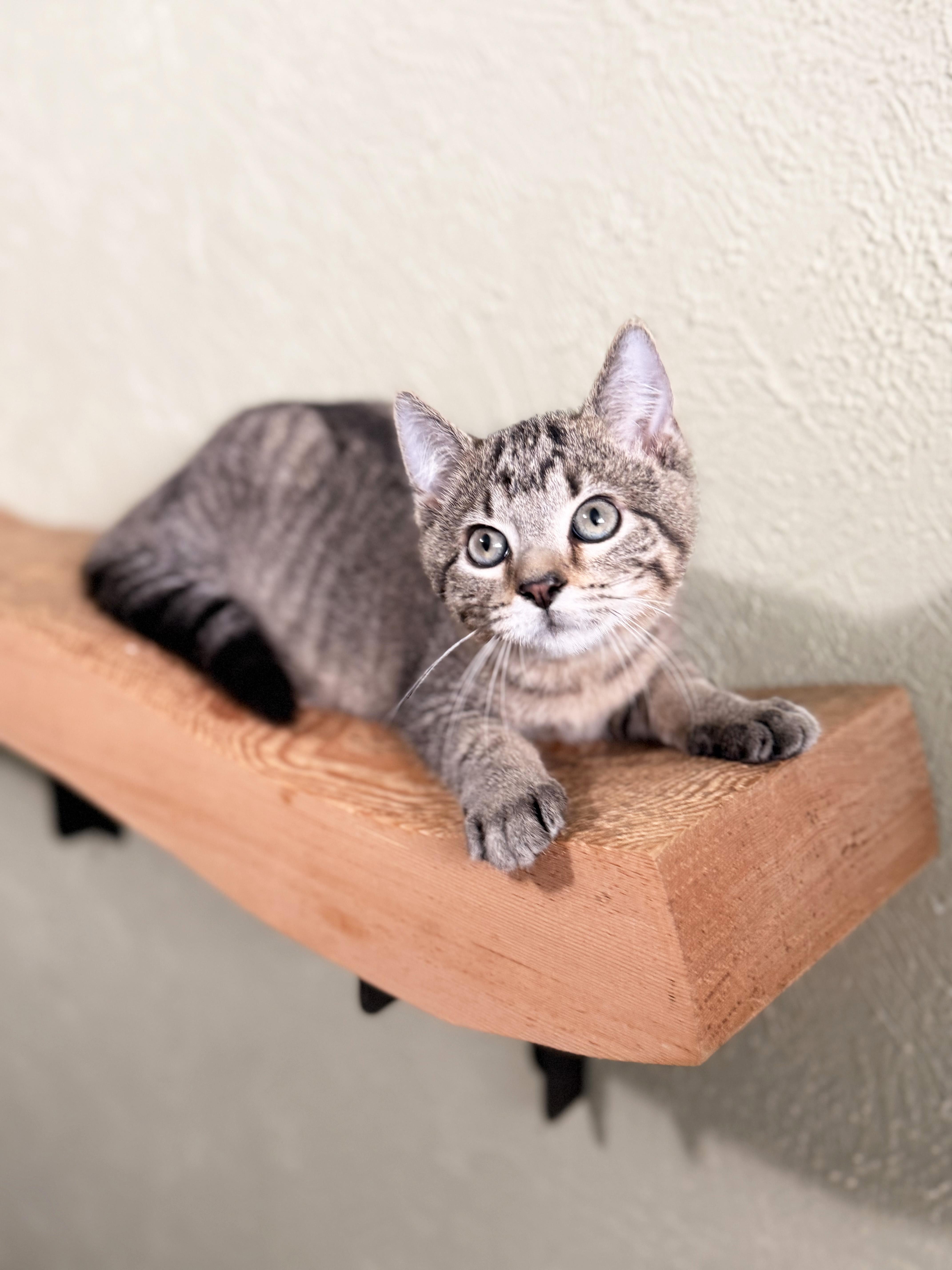 Mackenzie - affectionate cuddly little baby girl, ADOPTABLE, Kitten Female Tabby.