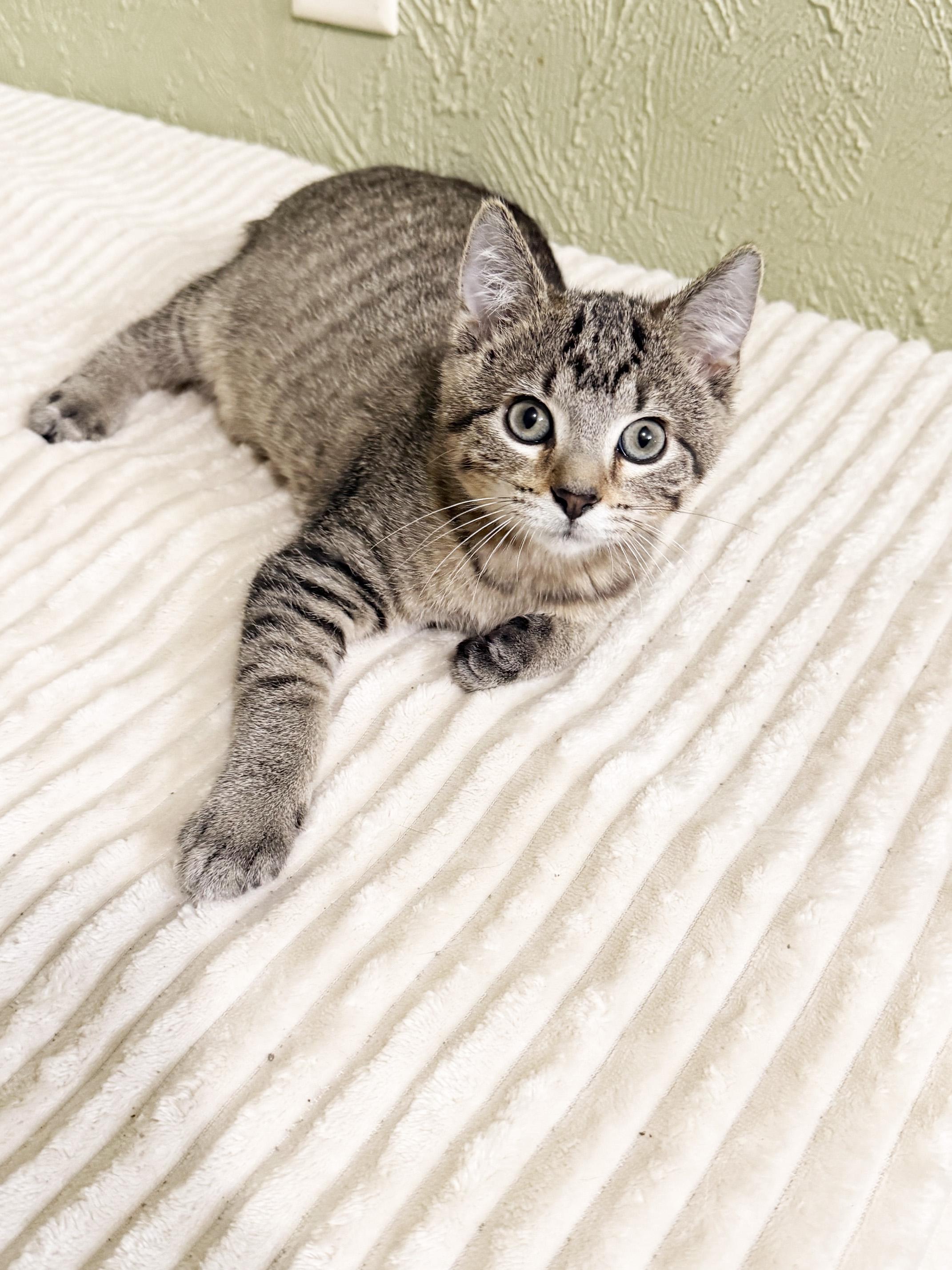 Mackenzie - affectionate cuddly little baby girl, a ADOPTABLE Tabby in Neenah, WI image 2/6