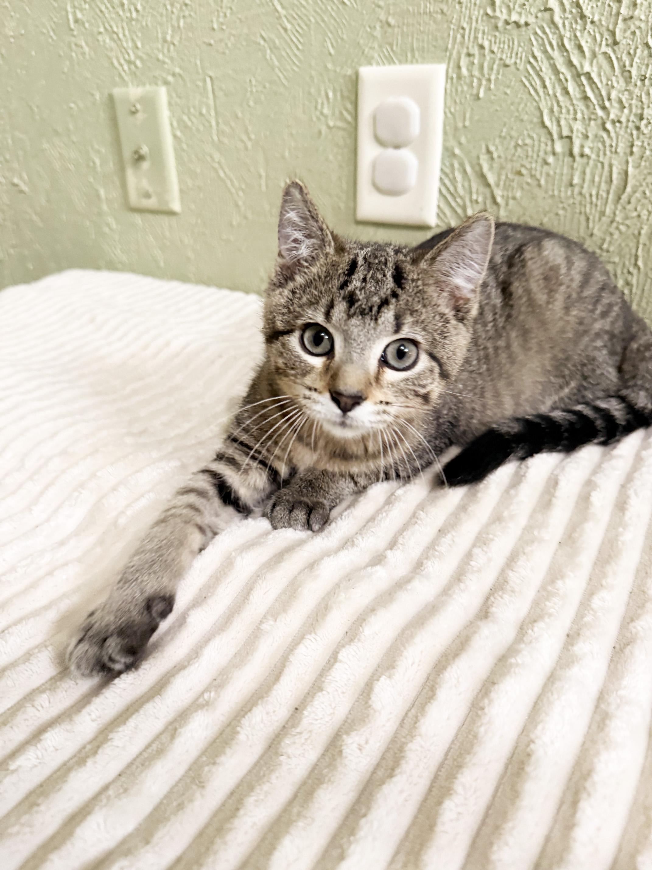 Mackenzie - affectionate cuddly little baby girl, a ADOPTABLE Tabby in Neenah, WI image 3/6