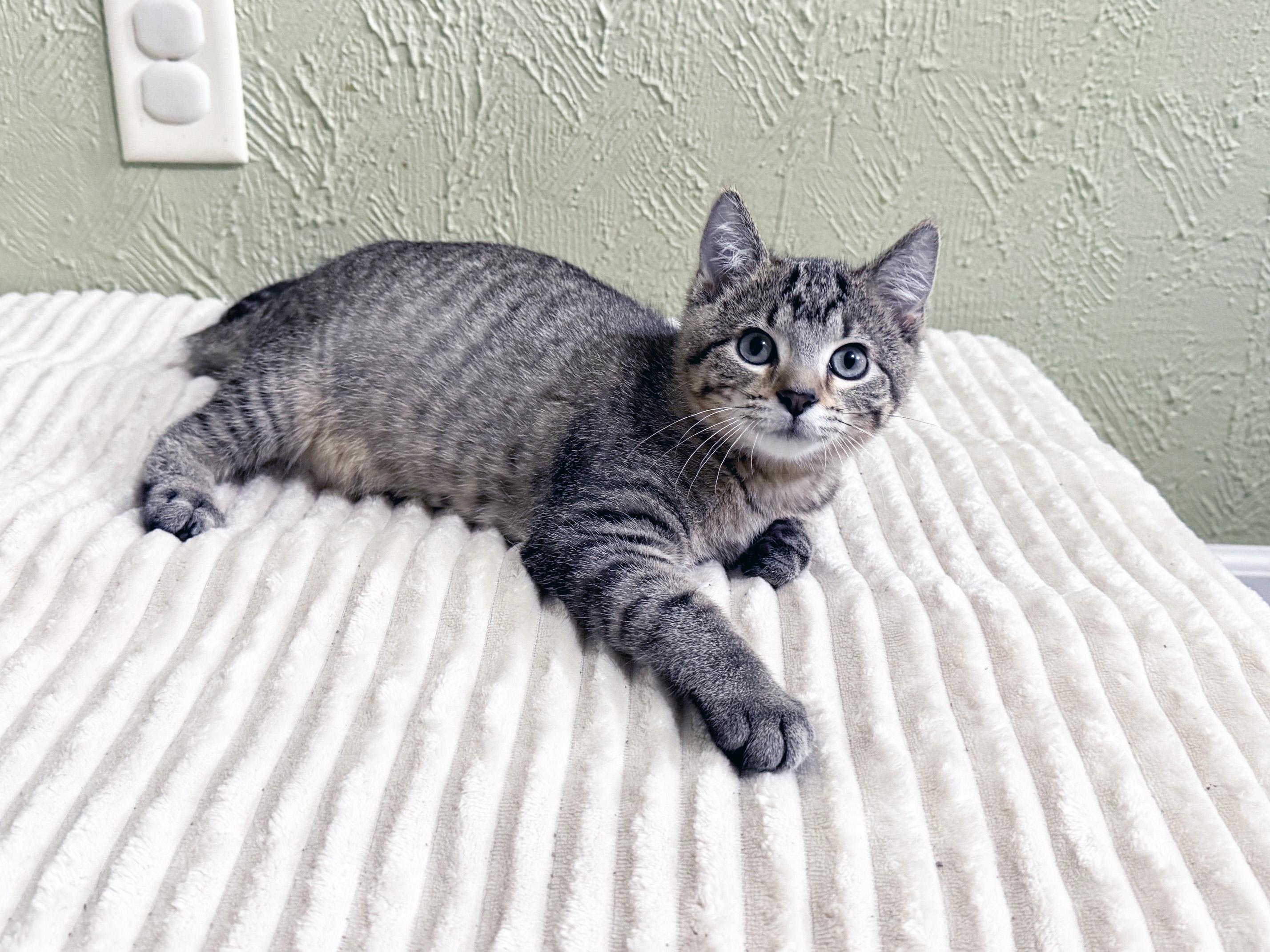 Mackenzie - affectionate cuddly little baby girl, a ADOPTABLE Tabby in Neenah, WI image 5/6