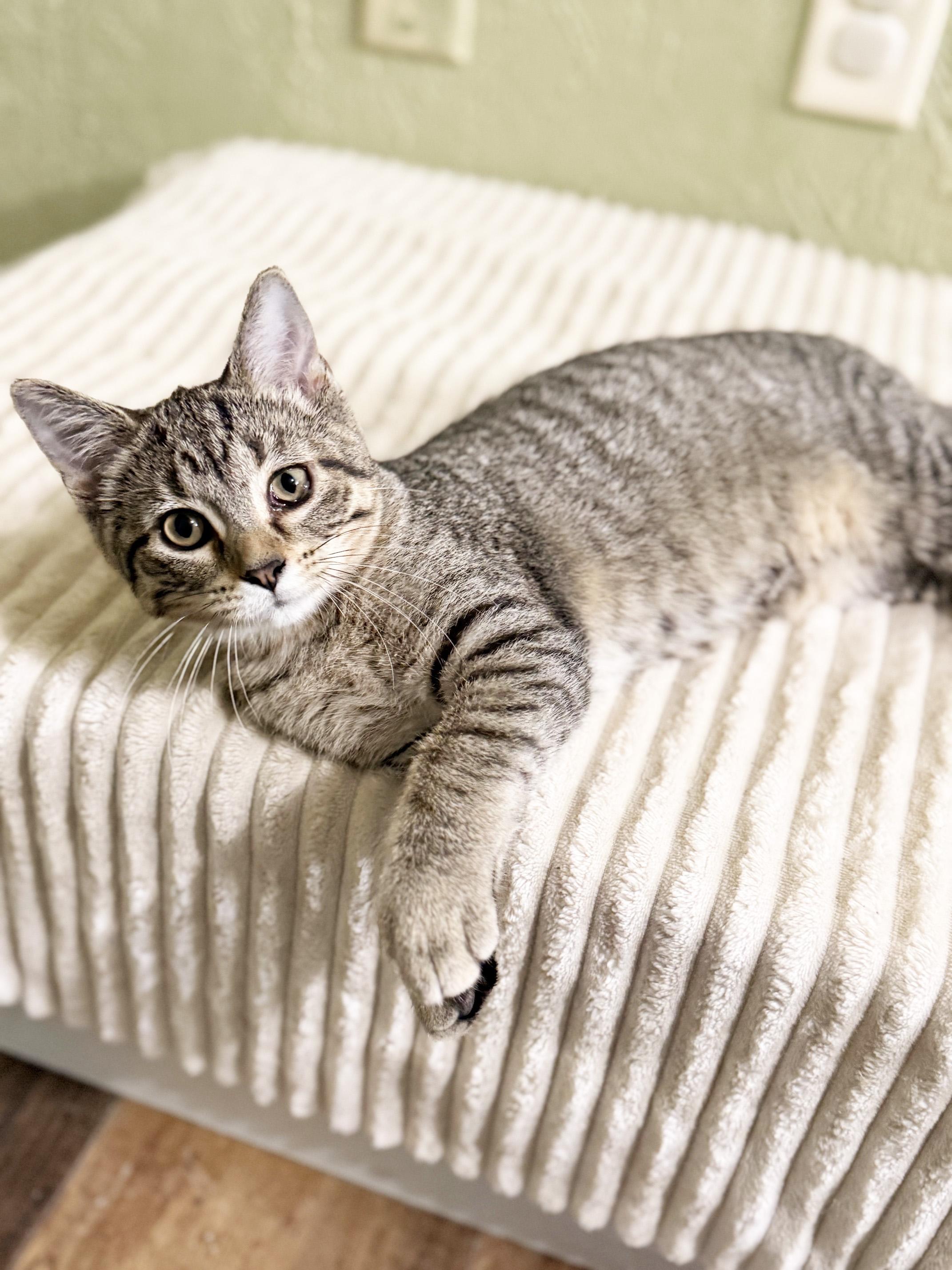 Mackenzie - affectionate cuddly little baby girl, a ADOPTABLE Tabby in Neenah, WI image 4/6