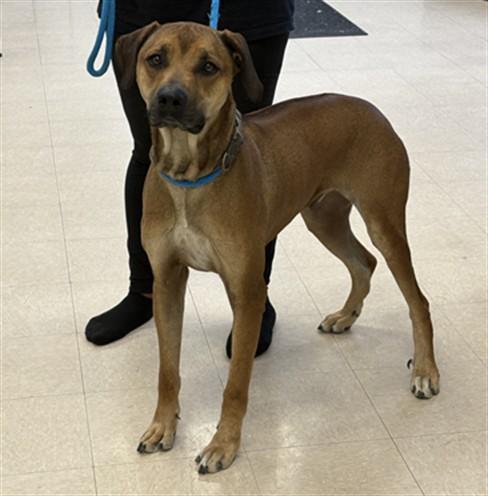 HANK, Adoptable, Adult Male Rhodesian Ridgeback.