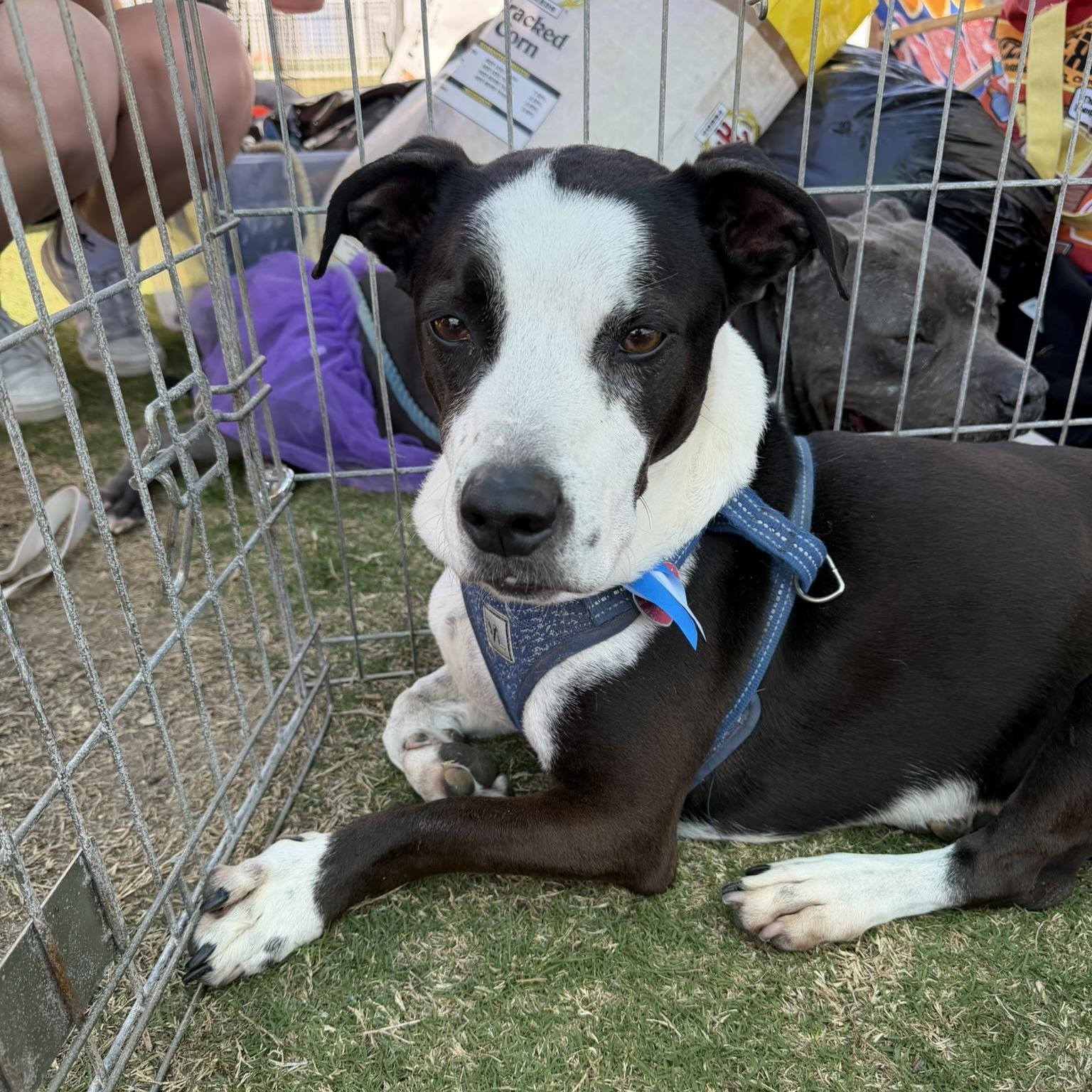 Enlarge Bishop, a ADOPTABLE mixed breed in San Diego, CA image 2/4