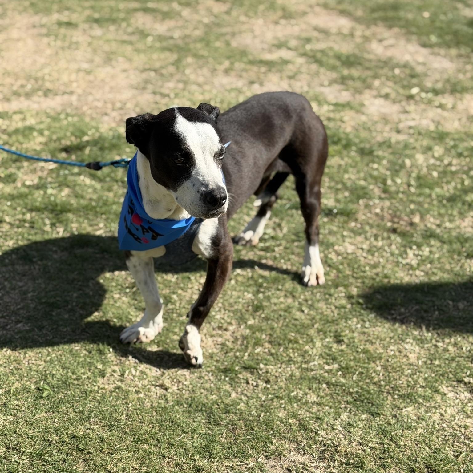 Enlarge Bishop, a ADOPTABLE mixed breed in San Diego, CA image 4/4