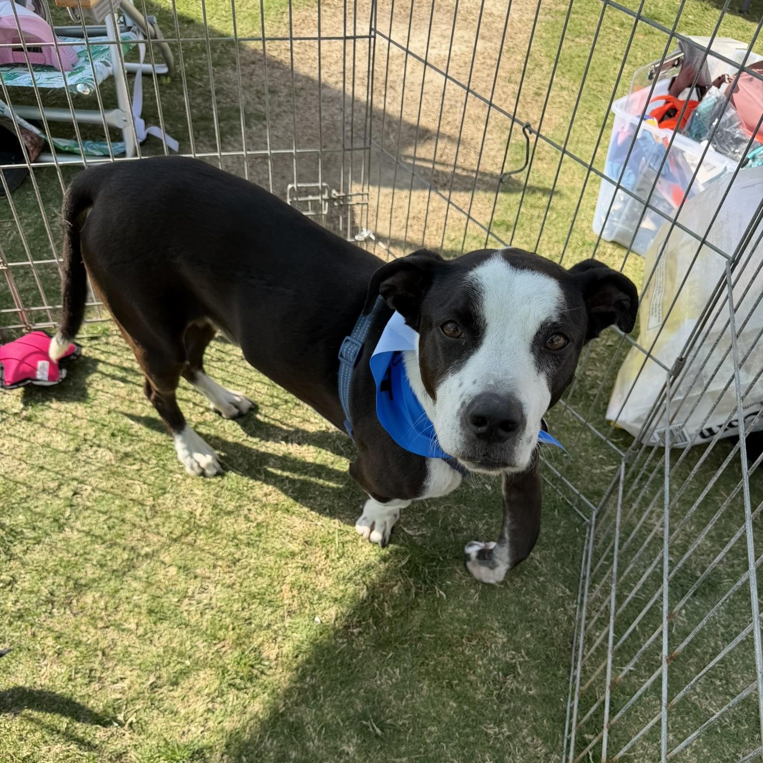 Enlarge Bishop, a ADOPTABLE mixed breed in San Diego, CA image 3/4