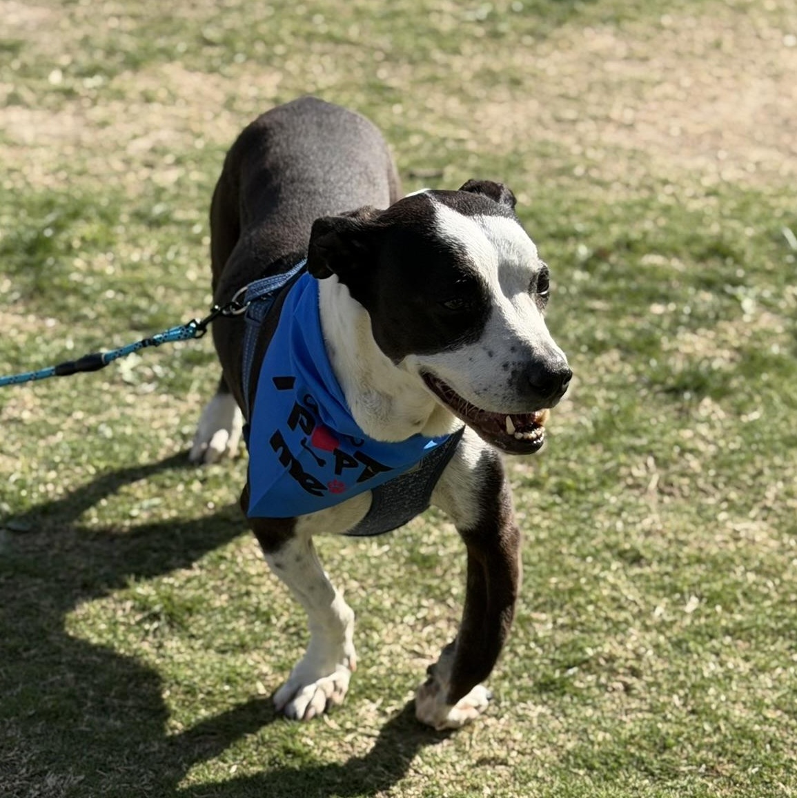 Enlarge Bishop, a ADOPTABLE mixed breed in San Diego, CA image 1/4