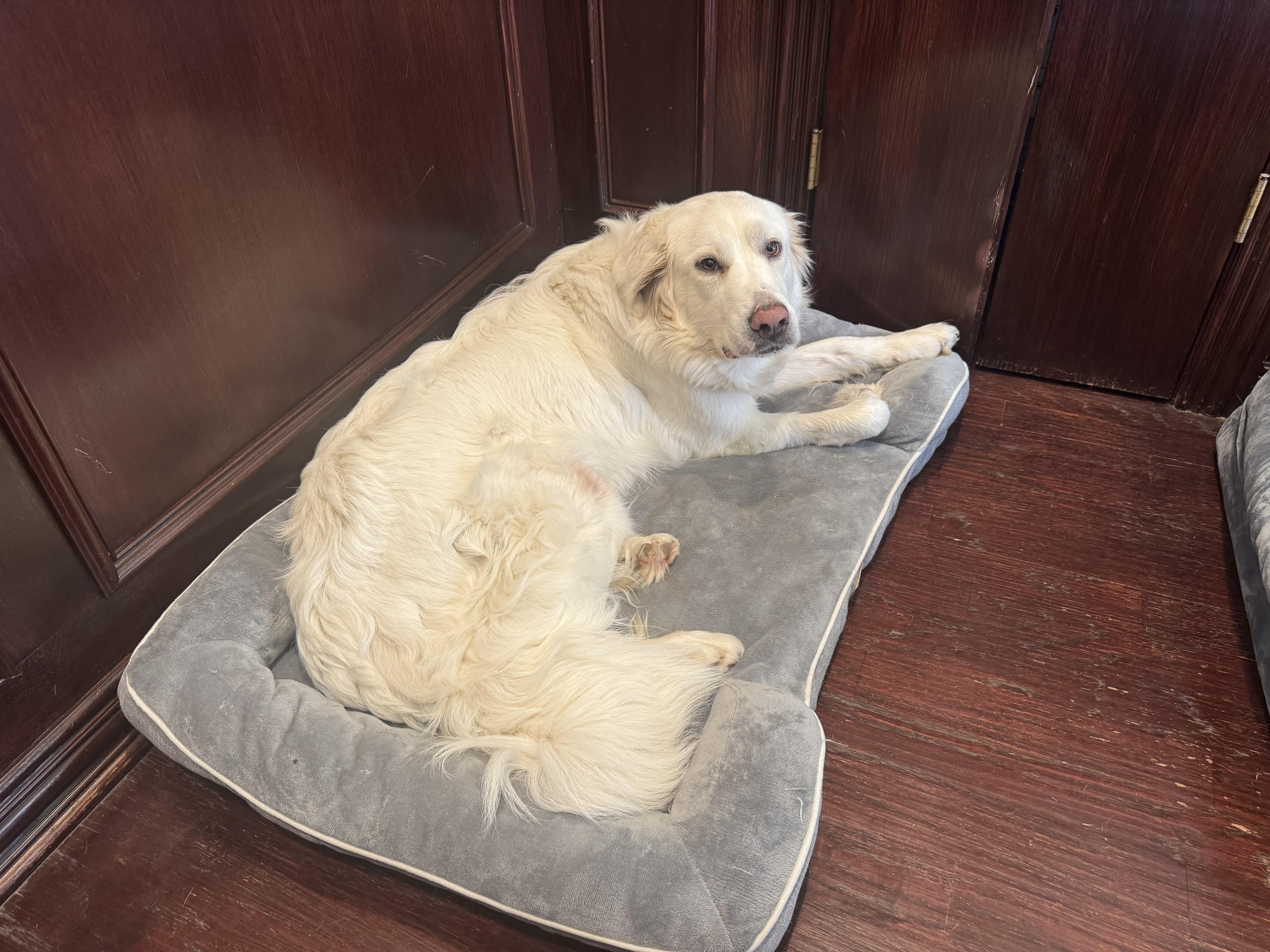 Enlarge Poppy, a ADOPTABLE mixed breed in Southlake, TX image 4/4