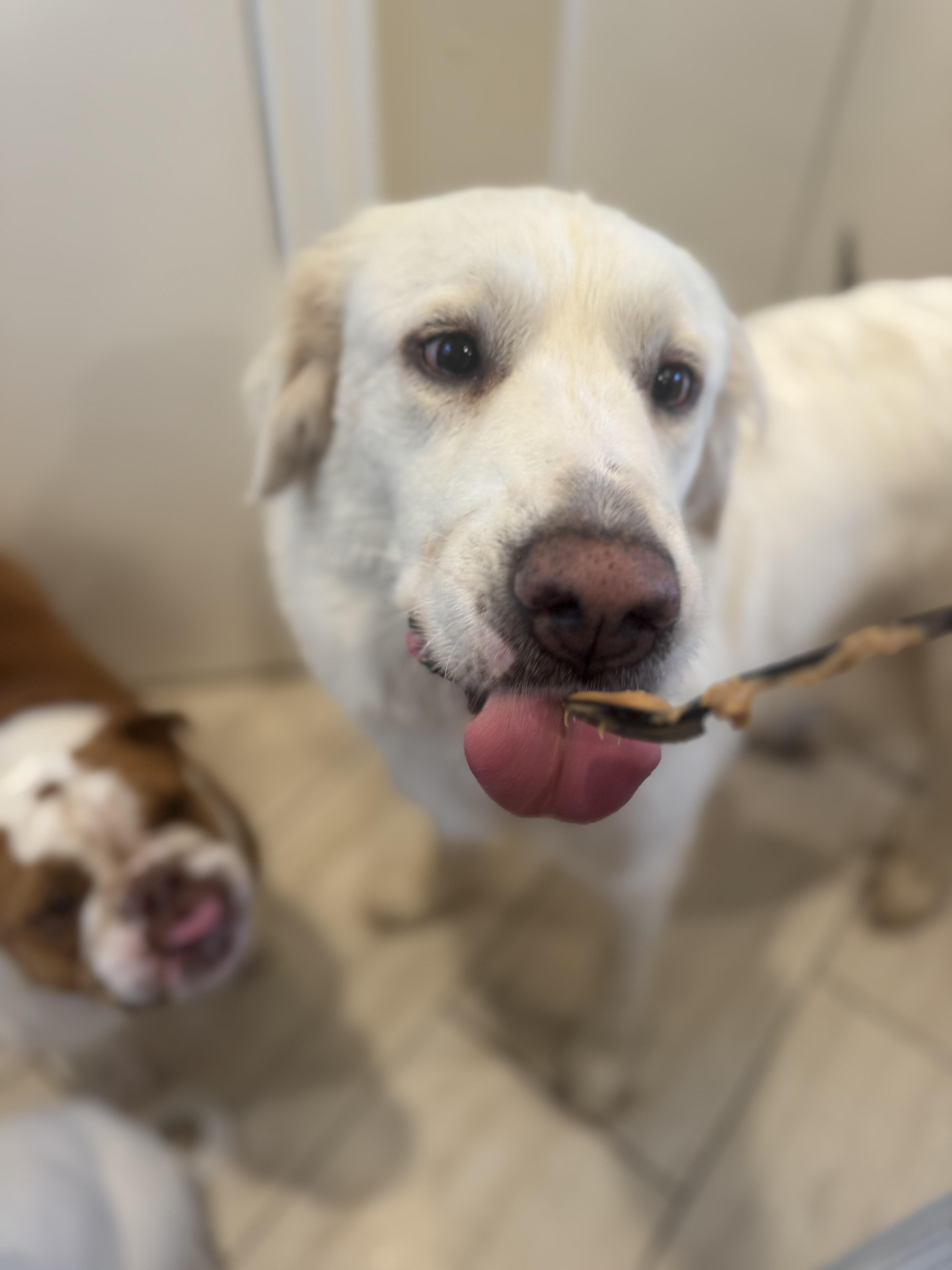 Enlarge Poppy, a ADOPTABLE mixed breed in Southlake, TX image 1/4