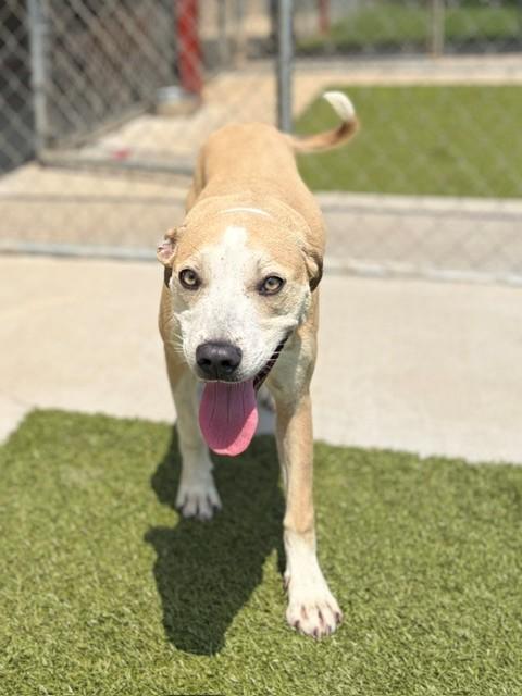 Catalina, a ADOPTABLE mixed breed in Fayetteville, AR image 6/6