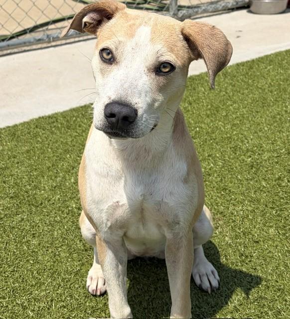 Catalina, a ADOPTABLE mixed breed in Fayetteville, AR image 2/6
