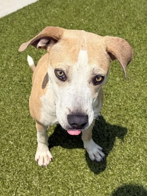 Catalina, a ADOPTABLE mixed breed in Fayetteville, AR image 4/6