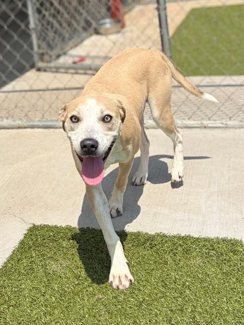 Catalina, a ADOPTABLE mixed breed in Fayetteville, AR image 5/6