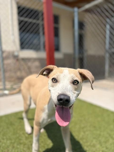 Catalina, a ADOPTABLE mixed breed in Fayetteville, AR image 3/6