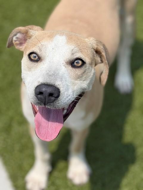 Catalina, a ADOPTABLE mixed breed in Fayetteville, AR image 1/6