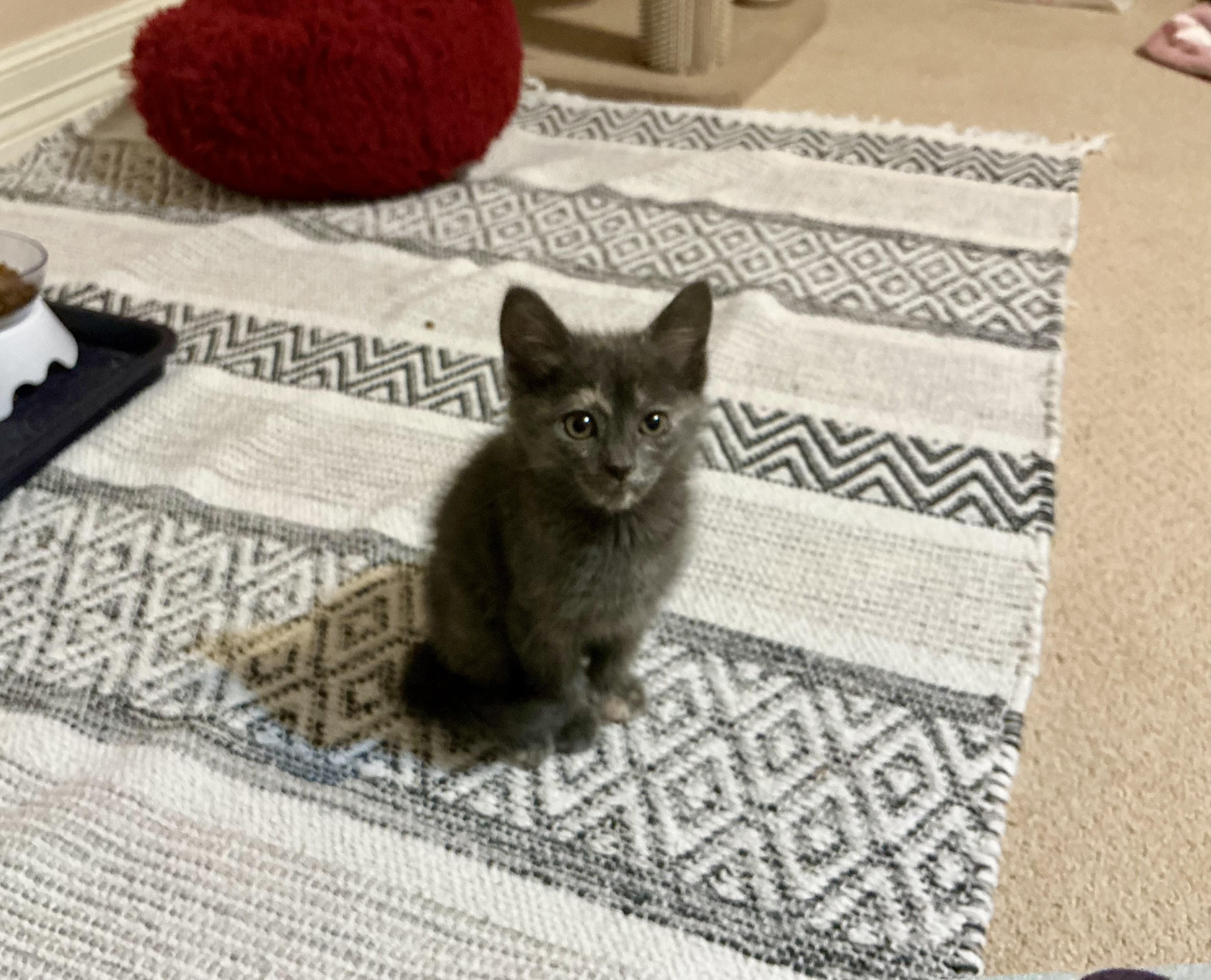Enlarge Eros, a ADOPTABLE Dilute Tortoiseshell in Houston, TX image 2/4