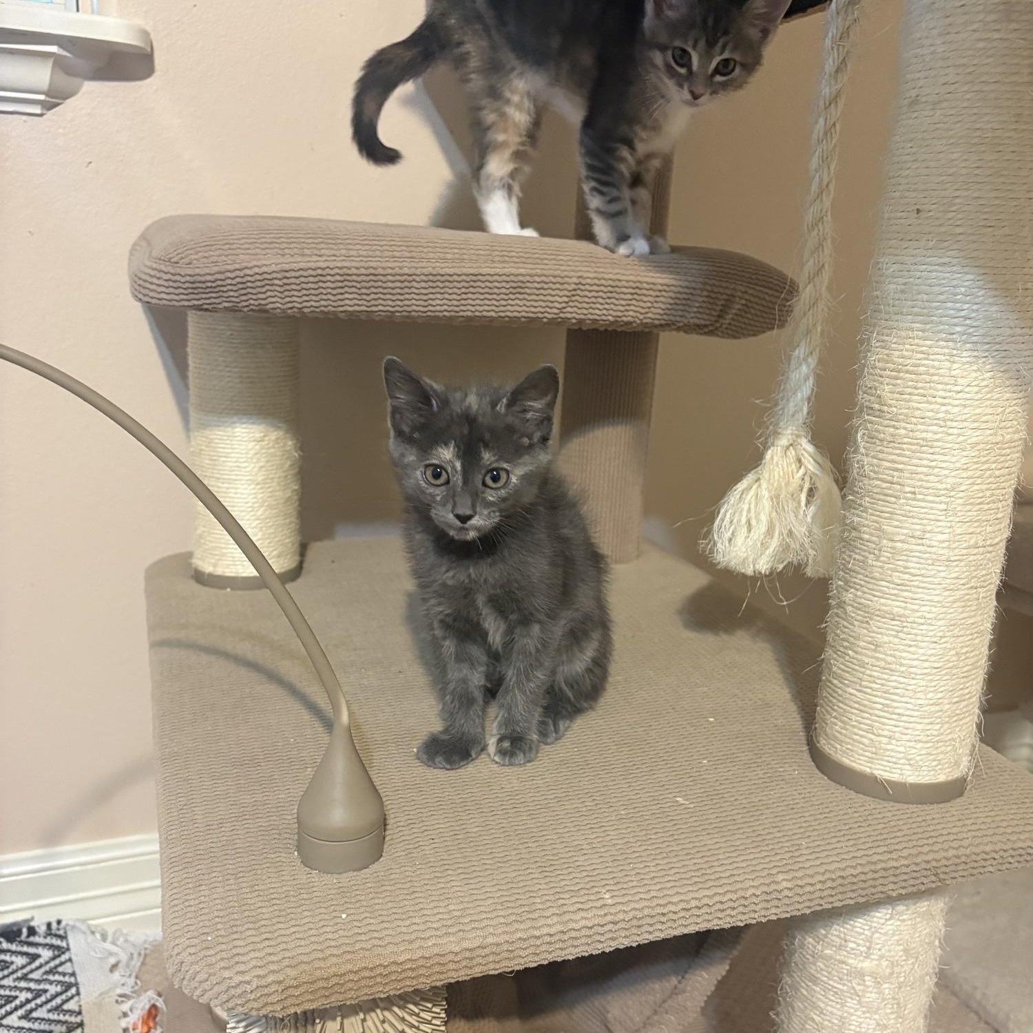 Eros, a ADOPTABLE Dilute Tortoiseshell in Houston, TX image 3/5