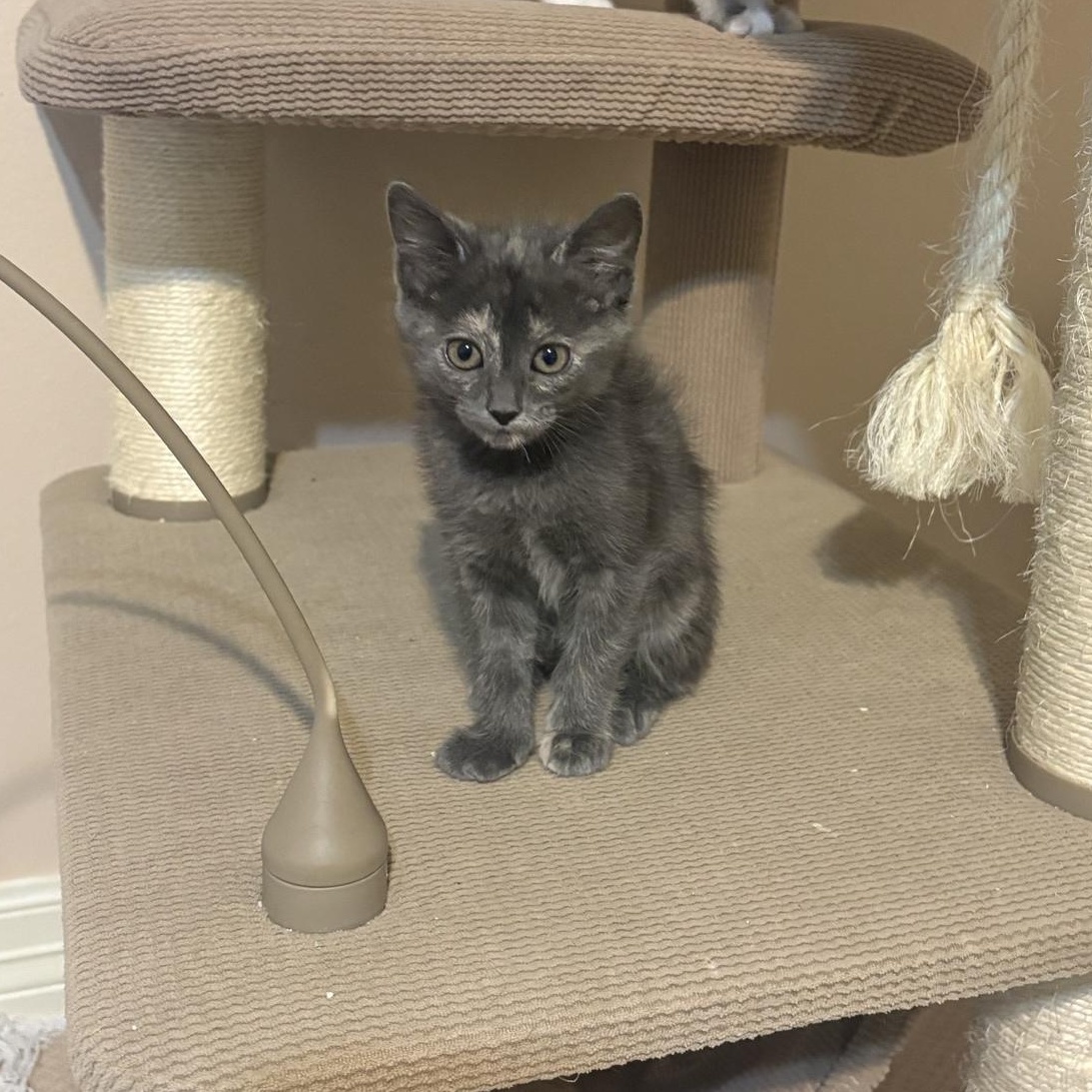 Enlarge Eros, a ADOPTABLE Dilute Tortoiseshell in Houston, TX image 1/4