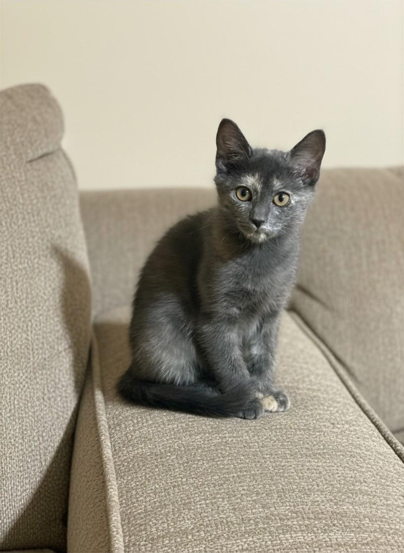 Eros, a ADOPTABLE Dilute Tortoiseshell in Houston, TX image 1/5