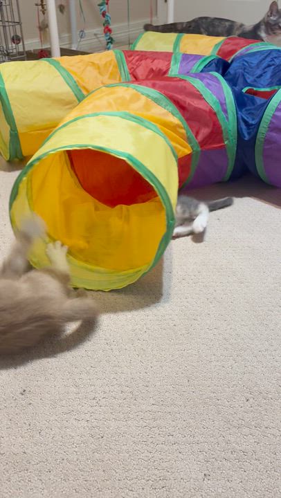 Enlarge Eros, a ADOPTABLE Dilute Tortoiseshell in Houston, TX video 3/4