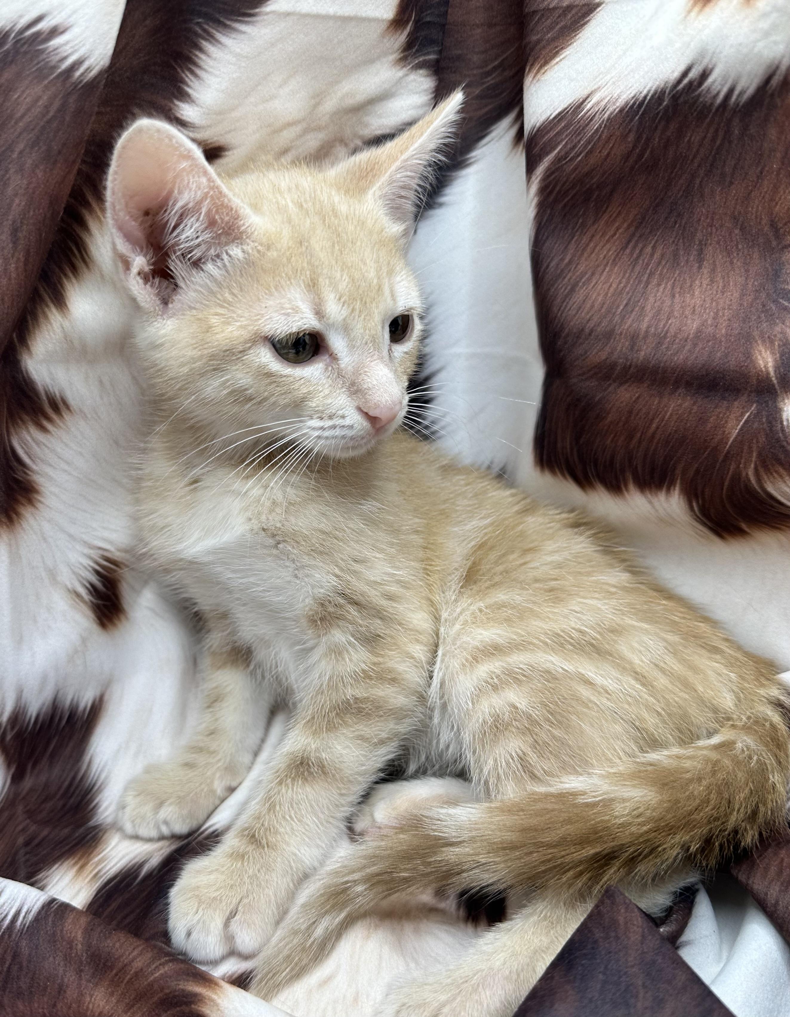 Kwanga, Adoptable, Kitten Male Domestic Short Hair & Tabby.