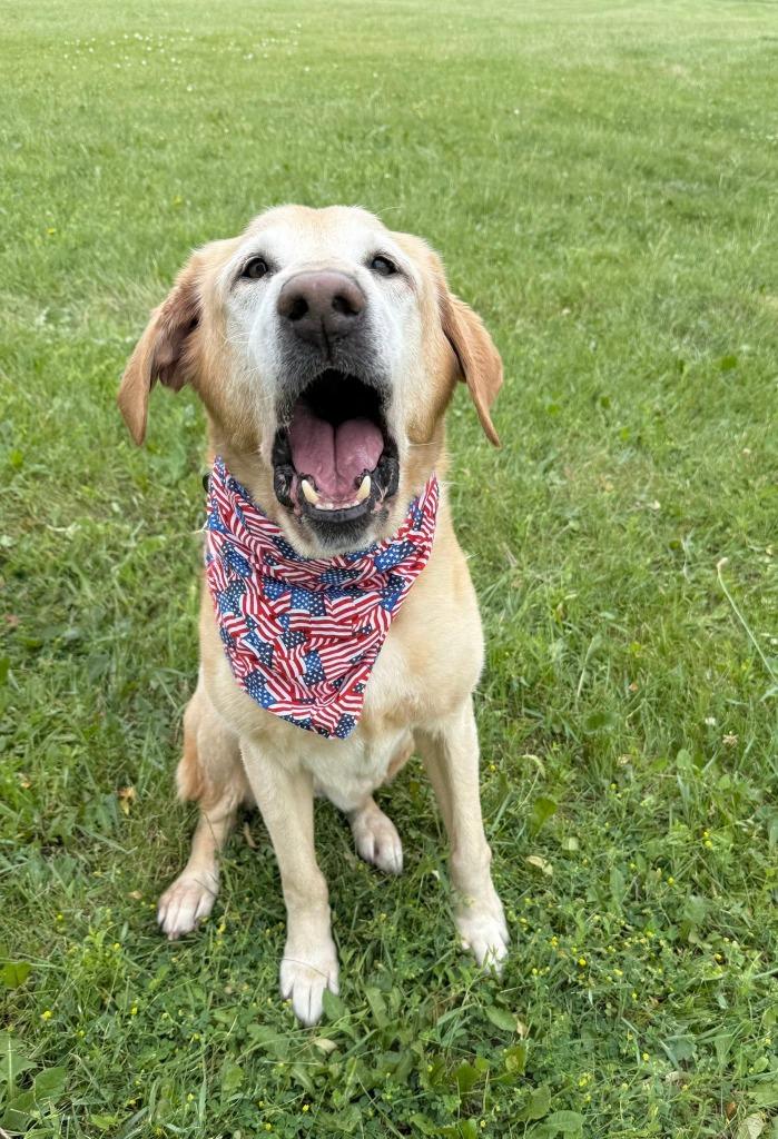 Mr. Busch, Adoptable, Senior Male Mixed Breed.