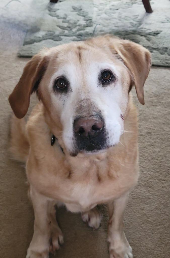Mr. Busch, Adoptable, Senior Male Mixed Breed.