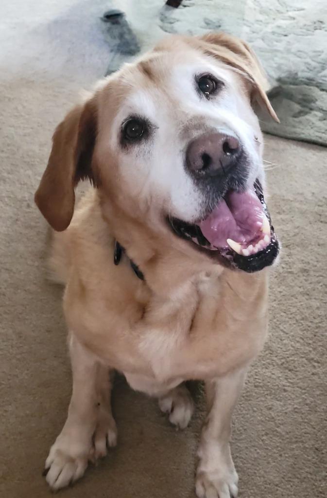 Mr. Busch, a Adoptable mixed breed in Fond Du Lac, WI image 2/2