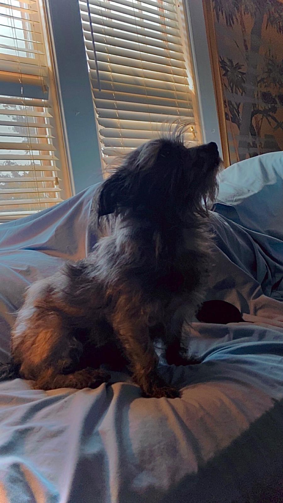 Gizmo, a Adoptable mixed breed in Hermitage, TN image 2/2