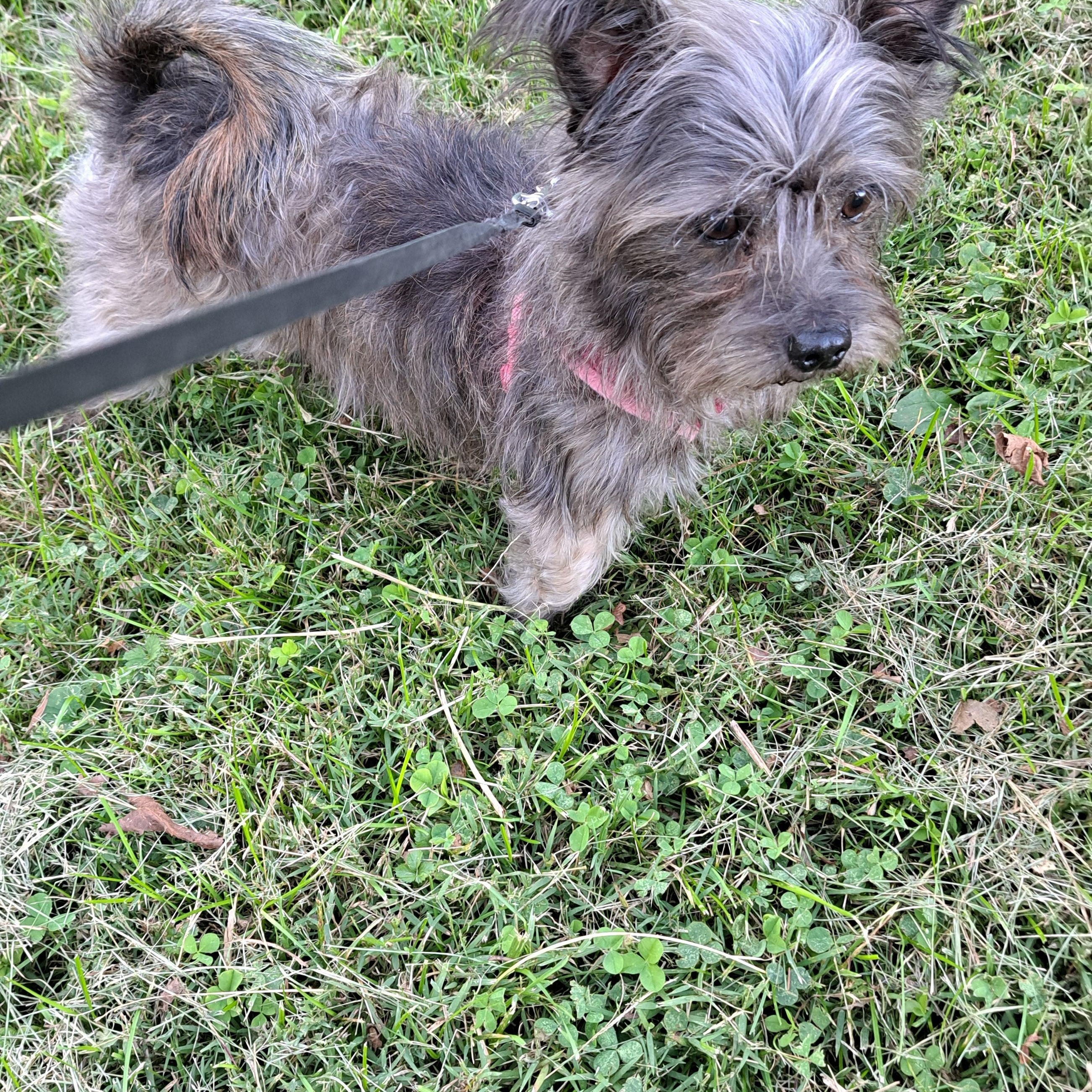 Gizmo, a Adoptable mixed breed in Hermitage, TN image 1/2