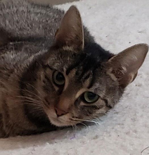 **Mama mia, Adopted, Young Female Domestic Short Hair.