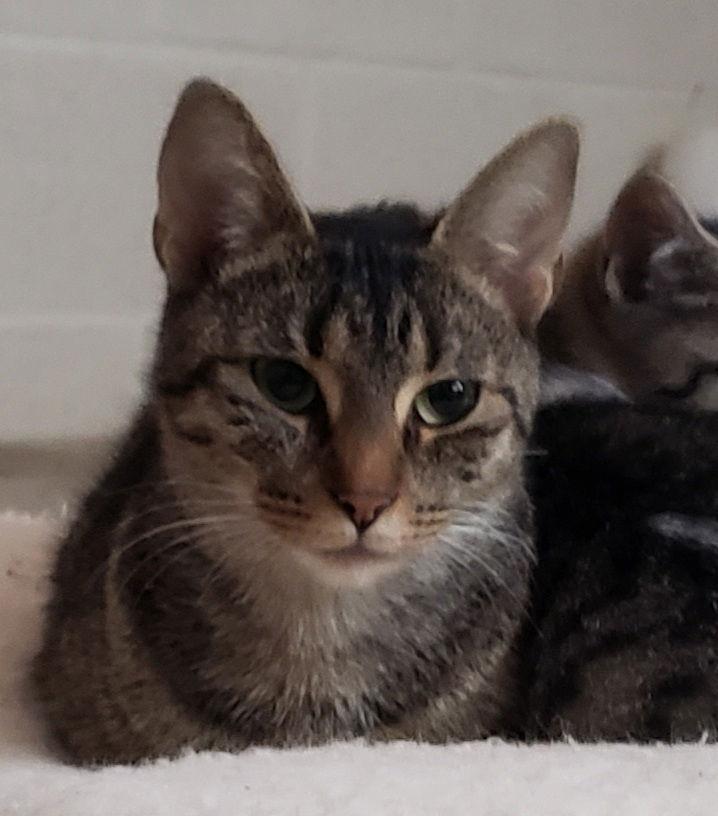 Enlarge **Mama mia, a Adopted Domestic Short Hair in Cuyahoga Falls, OH image 2/3