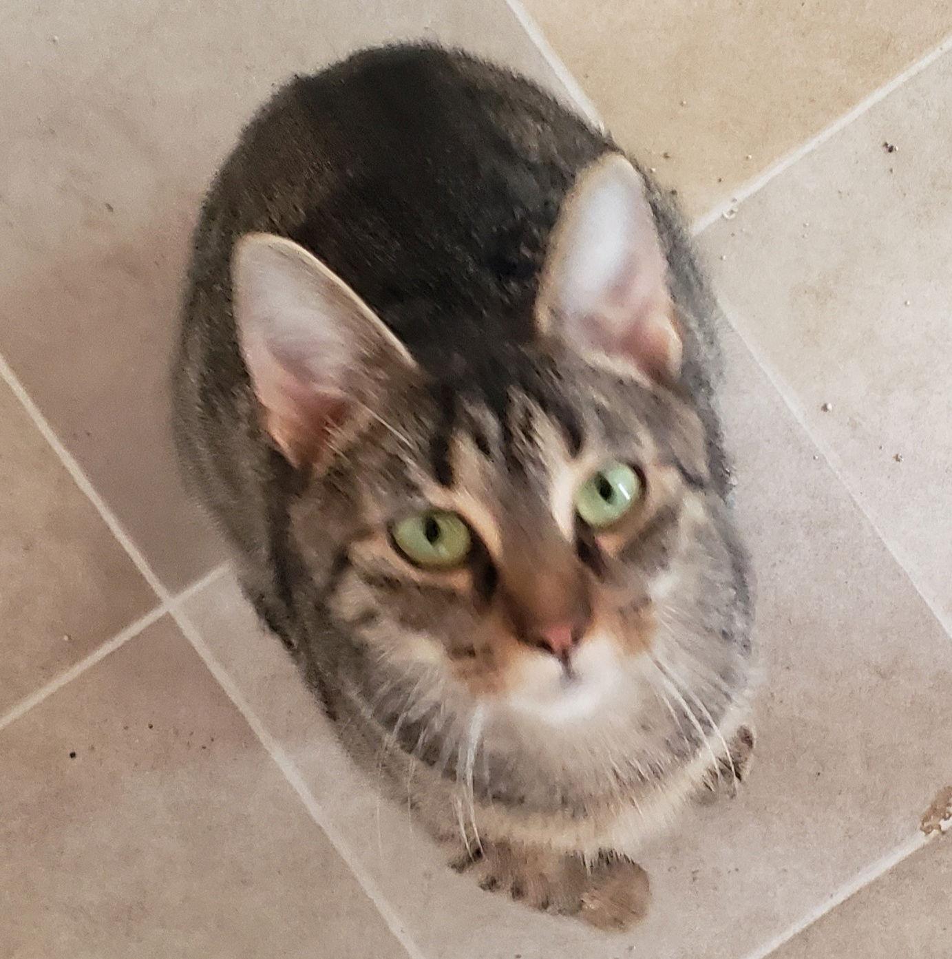 Enlarge **Mama mia, a Adopted Domestic Short Hair in Cuyahoga Falls, OH image 3/3