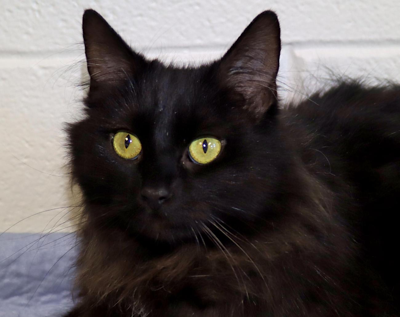 Frankie, adopted, Adult Female Domestic Long Hair.