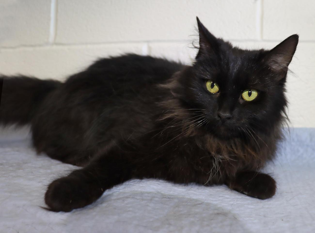 Enlarge Frankie, an adopted mixed breed in Euclid, OH image 6/6