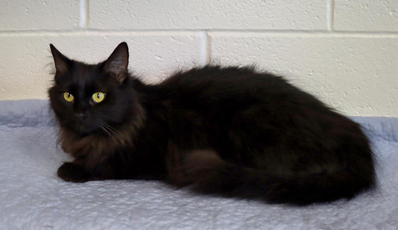 Enlarge Frankie, an adopted mixed breed in Euclid, OH image 5/6