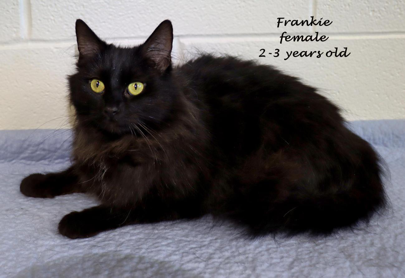 Enlarge Frankie, an adopted mixed breed in Euclid, OH image 2/6